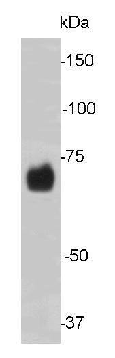 Anti-LMNB2 Antibody (2J173)