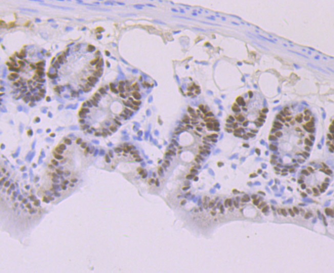 Anti-MCM3 Antibody (3T338)