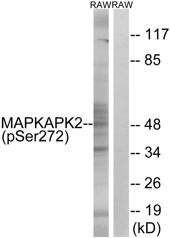 Anti-Phospho-MAPKAPK2 (Ser272) Polyclonal Antibody