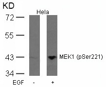 Anti-Phospho-MAP2K1 (Ser221) Polyclonal Antibody