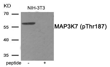 Anti-Phospho-MAP3K7 (Thr187) Polyclonal Antibody