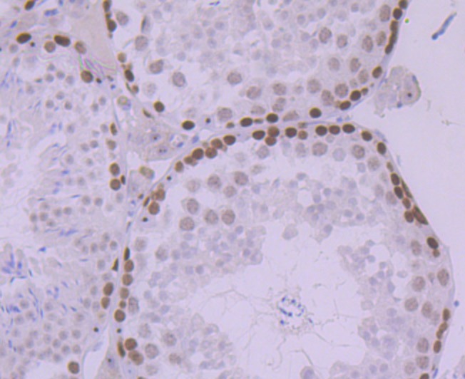 Anti-MCM5 Antibody (9C193)