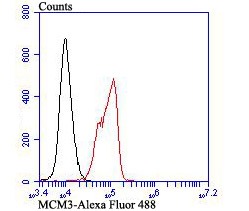 Anti-MCM3 Antibody (3T338)