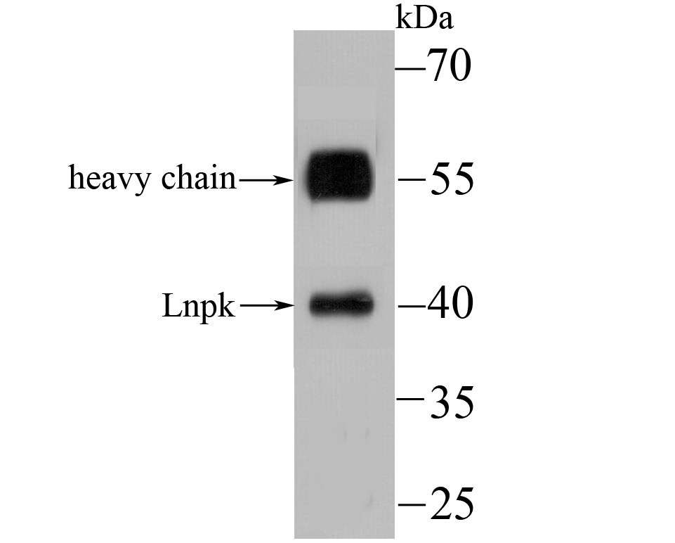 Anti-Lnpk Antibody (1B10)