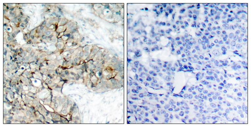 Anti-Phospho-Integrin b3 (Tyr773) Polyclonal Antibody