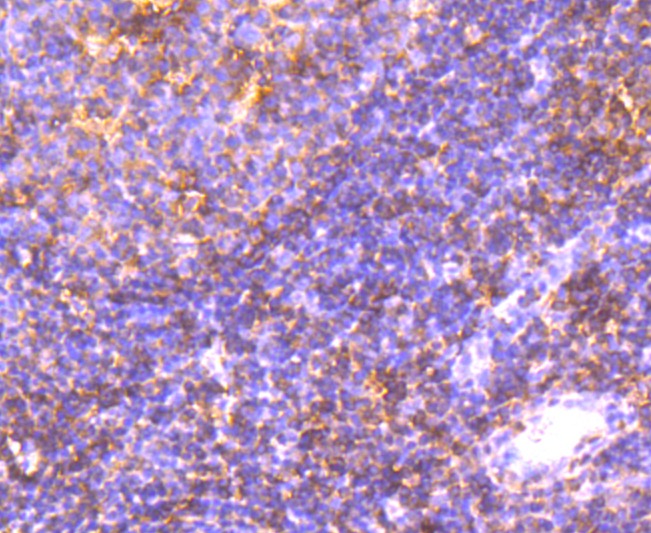 Anti-Integrin alpha 4 Antibody (6M673)