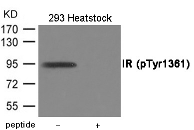 Anti-Phospho-Insulin Receptor (Tyr1361) Polyclonal Antibody