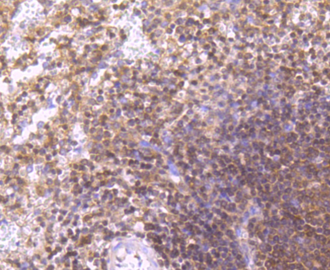 Anti-Integrin alpha 4 Antibody (6M673)