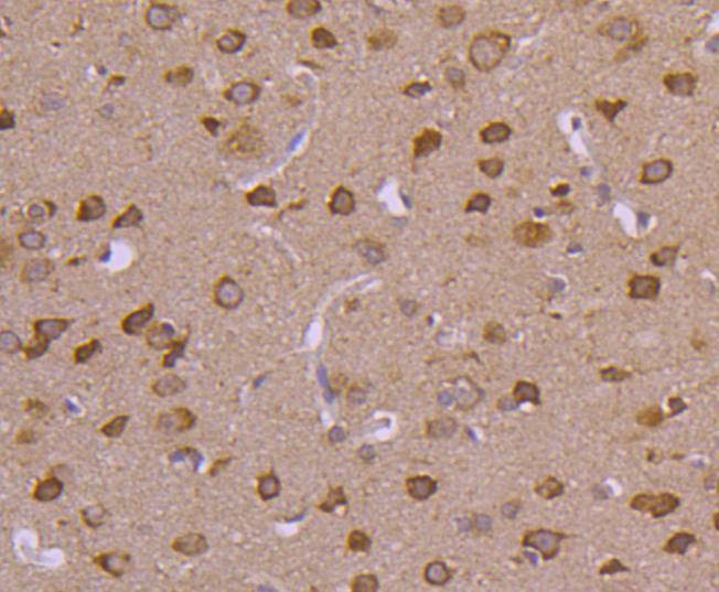 Anti-HSPA4 Antibody (7T809)