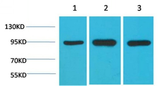 Anti-HSP90AA1 Antibody (2W770)