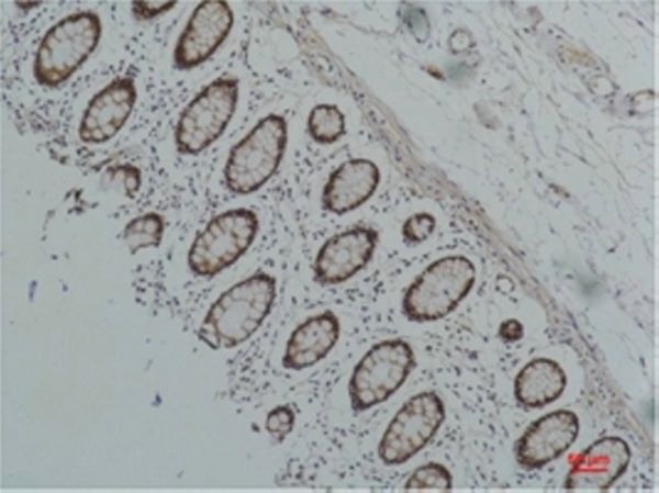 Anti-HSP90AA1 Antibody (4F893)