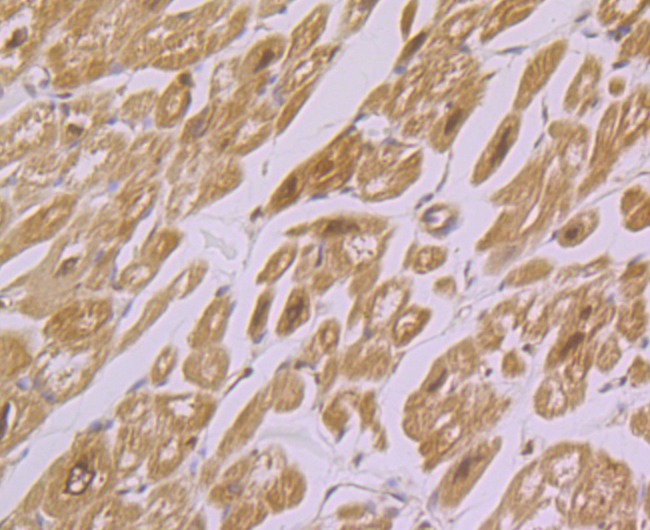 Anti-IRAK2 Antibody (9Y118)