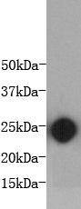 Anti-IL-6 Antibody (8C800)