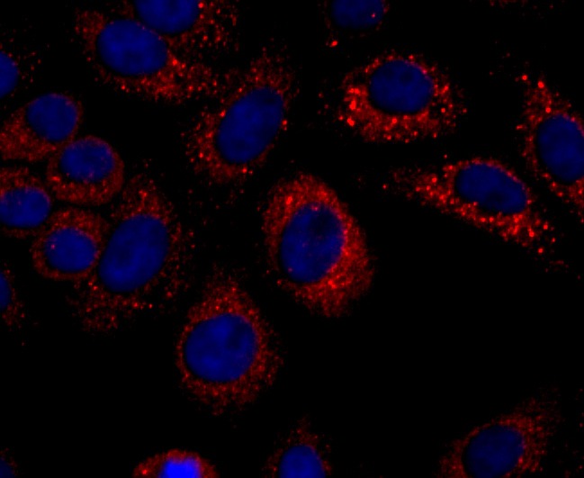 Anti-CXCL10 Antibody (9G778)