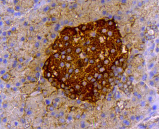 Anti-Insulin Antibody (9Y413)