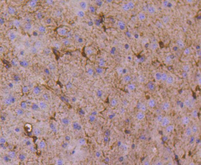 Anti-NFKBIA Antibody (1J77)