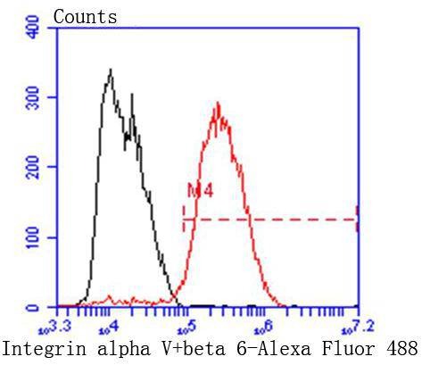 Anti-ITGAV Antibody (7U37)