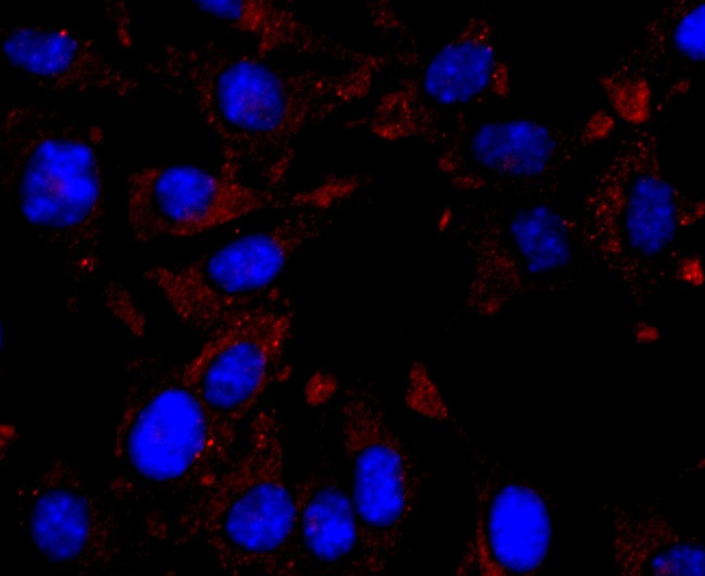 Anti-CXCL10 Antibody (9G778)