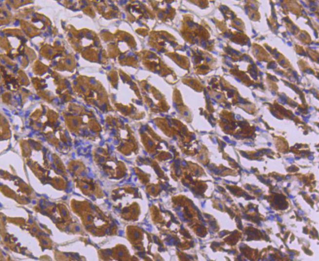 Anti-NFKBIA Antibody (1J77)