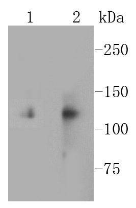 Anti-ITGAV Antibody (7U37)