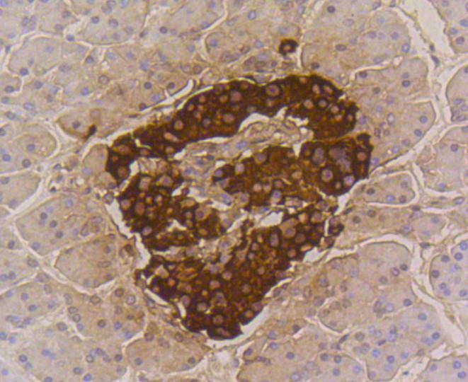 Anti-Insulin Antibody (7N615)