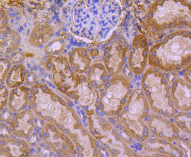 Anti-HSPA14 Antibody (8Q329)