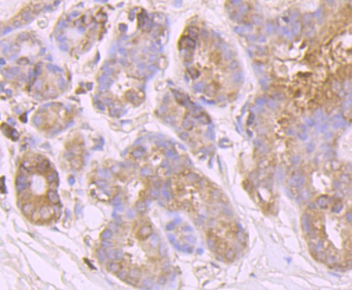 Anti-HTT Antibody (6D662)