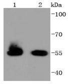 Anti-HSPA14 Antibody (8Q329)