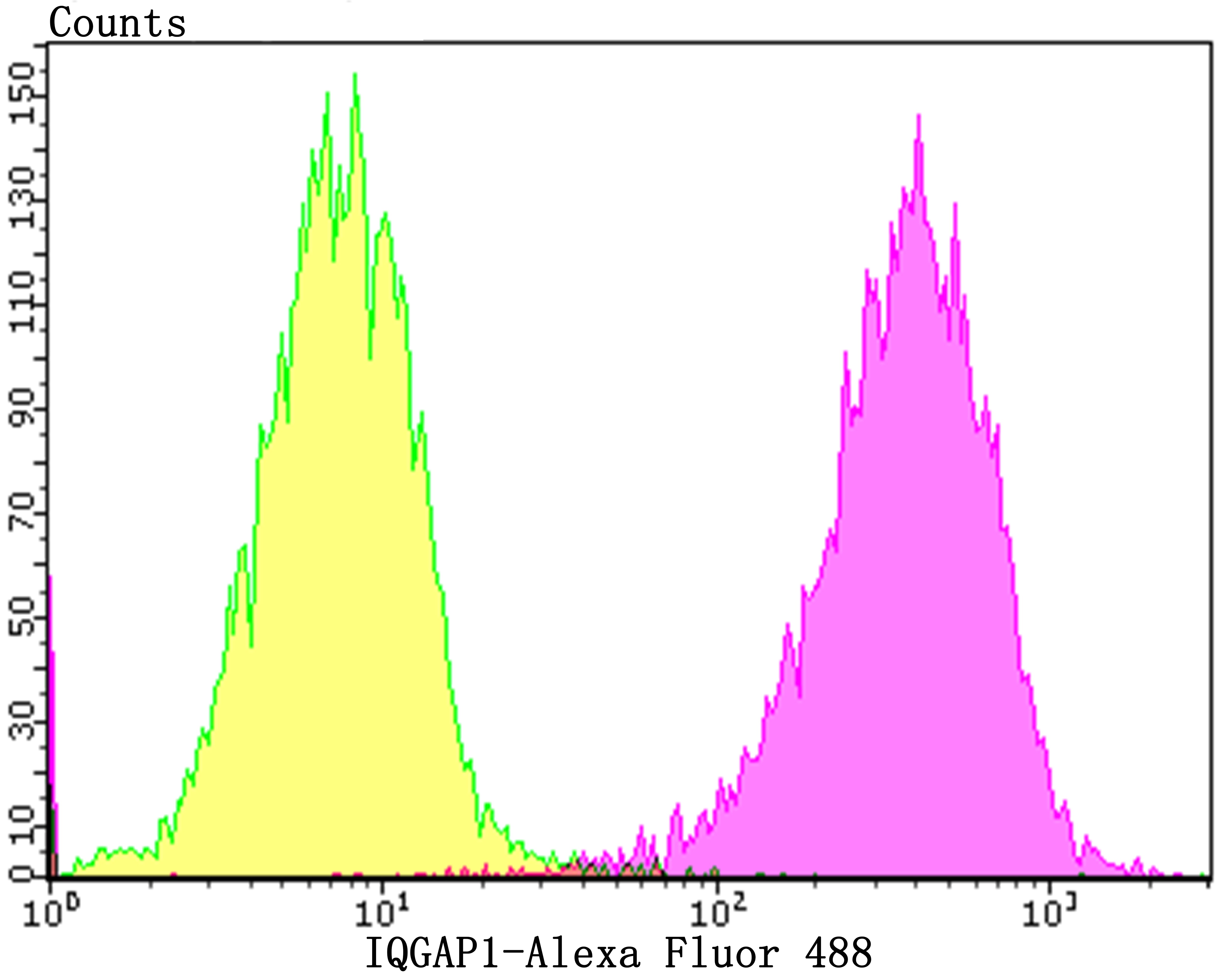 Anti-IQGAP1 Antibody (5T212)