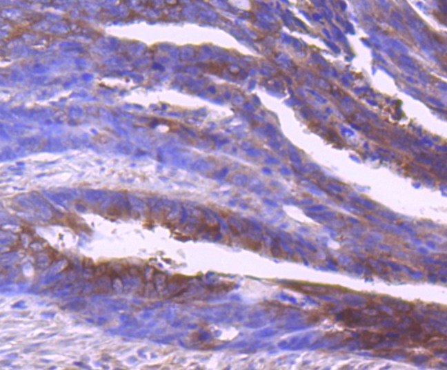Anti-IDE Antibody (5U690)