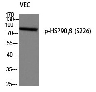 Anti-Phospho-HSP90AB1 (Ser226) Polyclonal Antibody