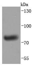 Anti-Human IgM Antibody (7U224)