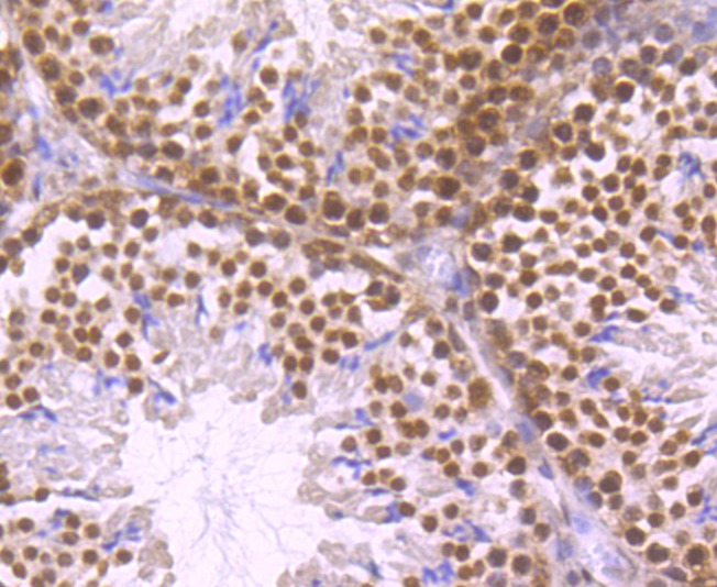Anti-ELAVL1 Antibody (3D917)