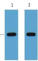 Anti-HSV Tag Antibody (6F315)