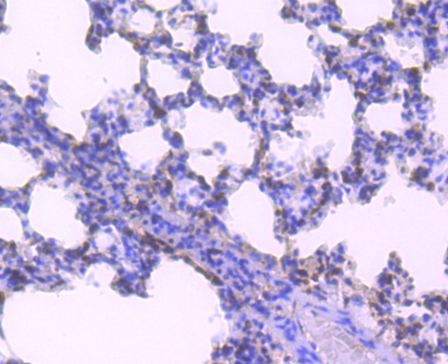 Anti-ELAVL1 Antibody (3D917)