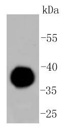 Anti-IgG4 Antibody (3E18)
