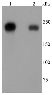 Anti-ITGB4 Antibody (3G397)