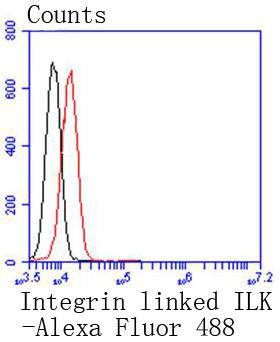 Anti-ILK Antibody (9I91)