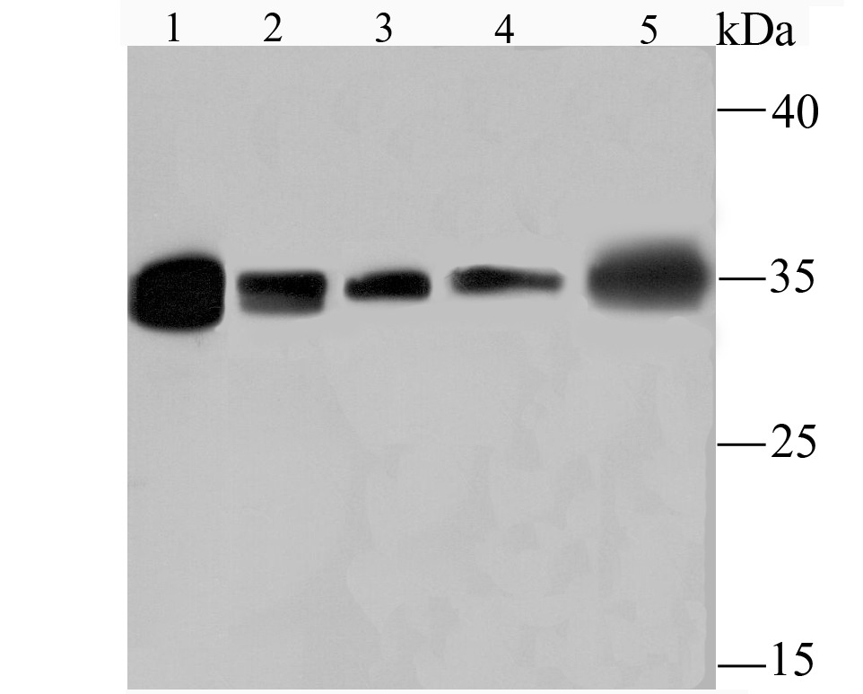 Anti-ELAVL1 Antibody (3D917)