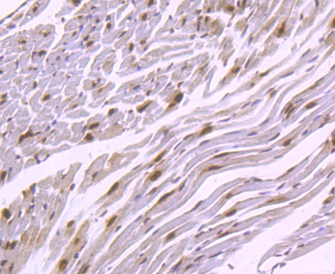 Anti-ELAVL1 Antibody (3D917)