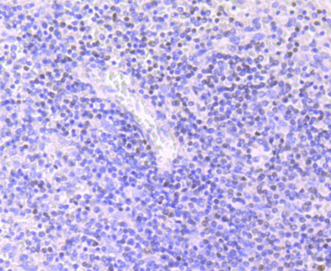 Anti-MEF2A Antibody (5F773)