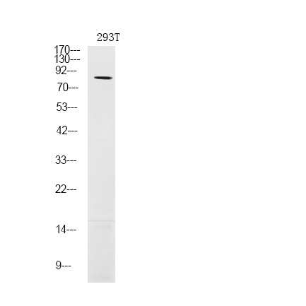 Anti-Phospho-LIMK1 (Ser310) Polyclonal Antibody