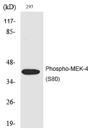 Anti-Phospho-MEK-4 (Ser80) Polyclonal Antibody