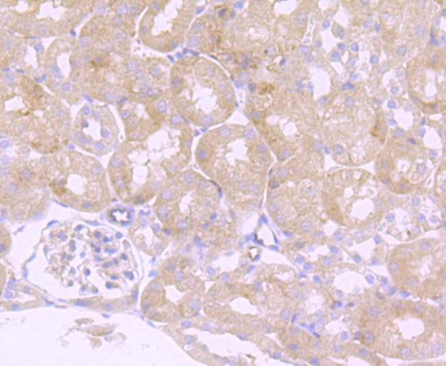 Anti-LY6A Antibody (8D370)