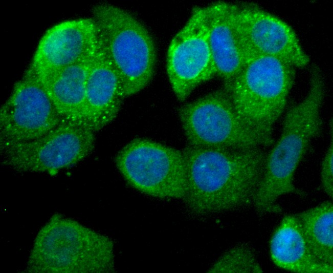 Anti-LEPR Antibody (5J993)