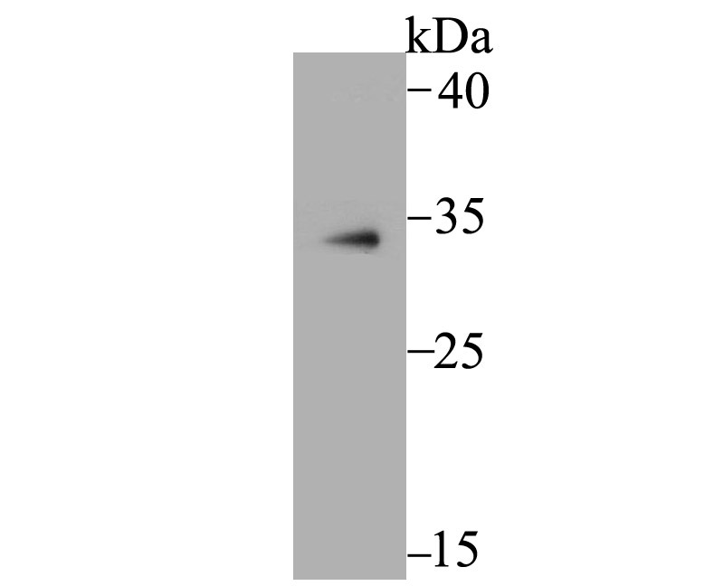 Anti-MBD3 Antibody (8O286)