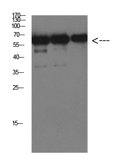 Anti-Luciferase Antibody (5O90)