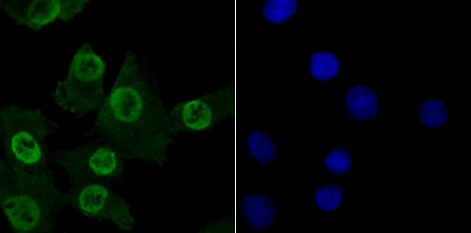 Anti-MBD3 Antibody (8O286)