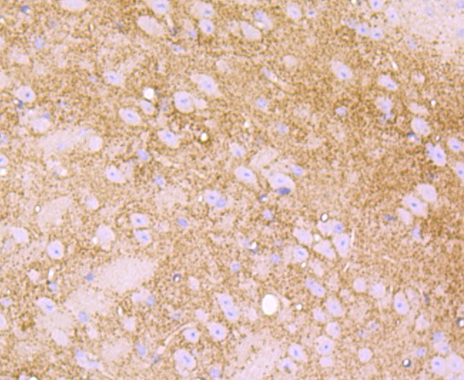 Anti-LY6A Antibody (8D370)