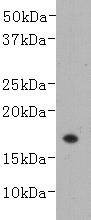 Anti-TNF beta Antibody (4T830)